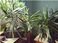 dracena2