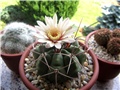 Gymnocalycium intertextum