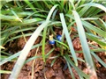 ophiopogon