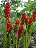 Arum italicum