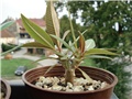 pachypodium baronii
