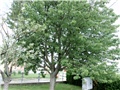 trešnja2