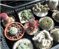 mammillaria alamensis sheldonii