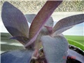 tradescantia