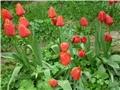 tulipani