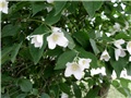  jasmin1