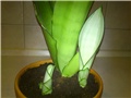 sansevieria