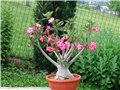 Adenium arabicum