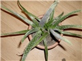 aloe barbadensis
