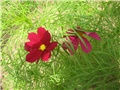 Uresnica (Cosmos)