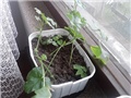 pelargonije/fuksije