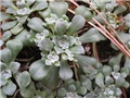 Sedum, žednjak
