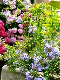 plumbago