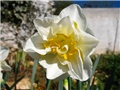 Narcissus 