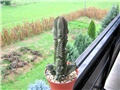 Crassula Buddha temple