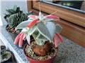 sinningia leucotricha