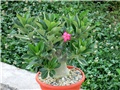 Adenium arabicum