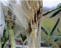 swazicum seeds