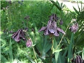 Aquilegia vulgaris 