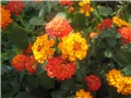 Lantana/2