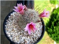 Mammillaria grahamii