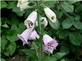 digitalis2