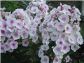 phlox