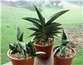 Sansevieria  robusta  