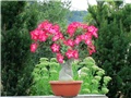 Adenium obesum