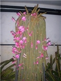 kaktusi