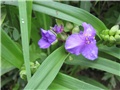 tradescantia