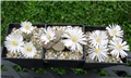 lithops