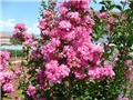 lagoerstremia
