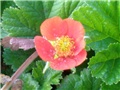 Geum Coccineum