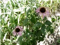 ehinacea1
