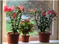 adenium obesum , euphorbia milli