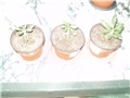 adenium