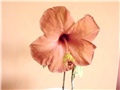 hibiskus