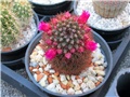 mammillaria 2015