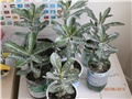 adenium