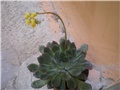Echeveria