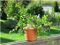 Fockea  edulis 