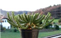 euphorbia inermis