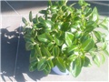 Biberovci (peperomia)