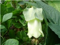 cobaea scandens