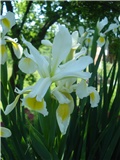Irisi bijeli