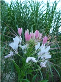 Cleome