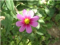 cosmos