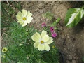 Cosmos
