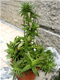 Crassula capitella